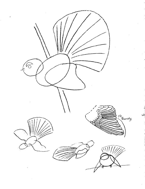 Copy of How to draw a fantail KFB.jpg